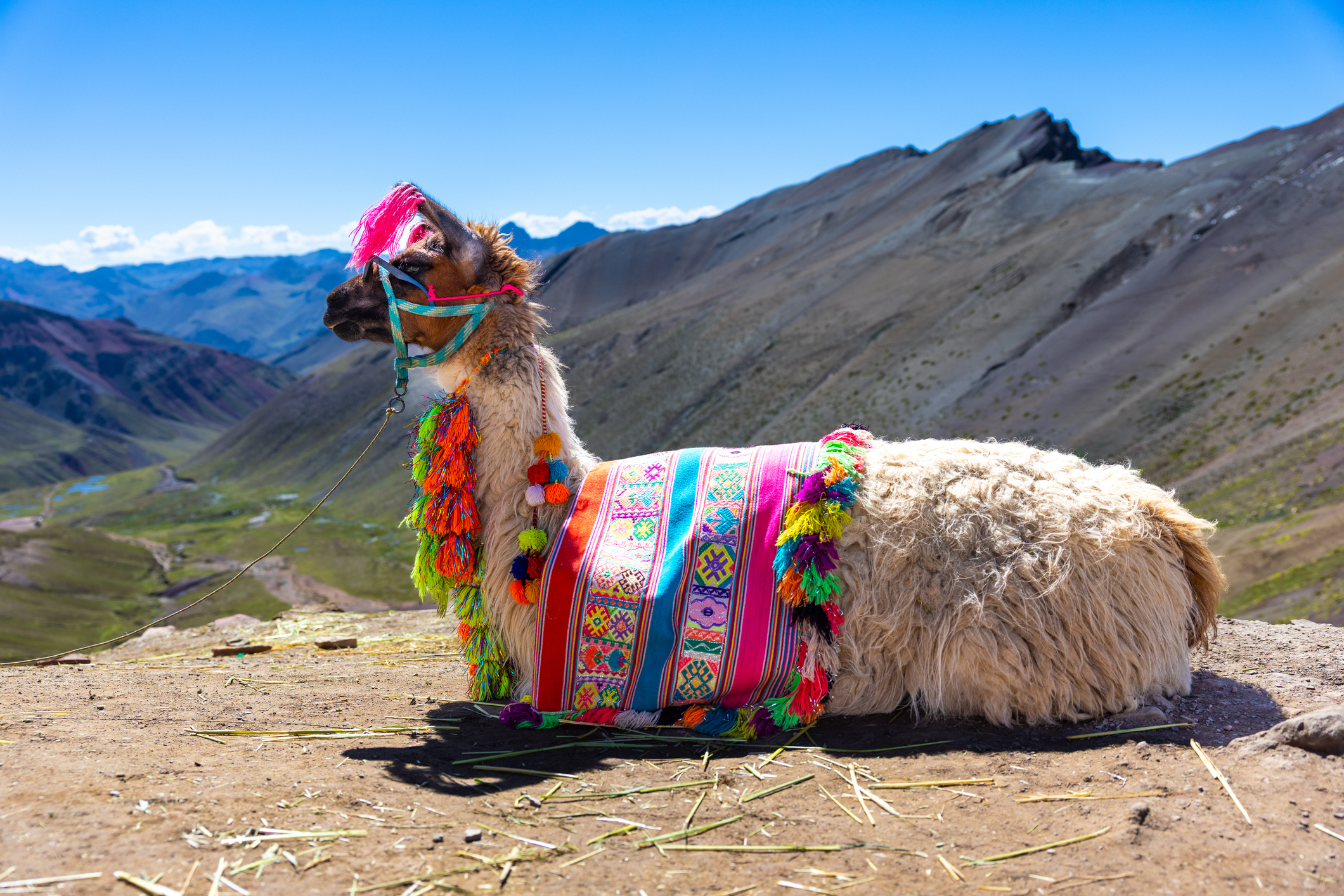 Geschmücktes Lama rastet am Boden, dahinter eine Bergkulisse