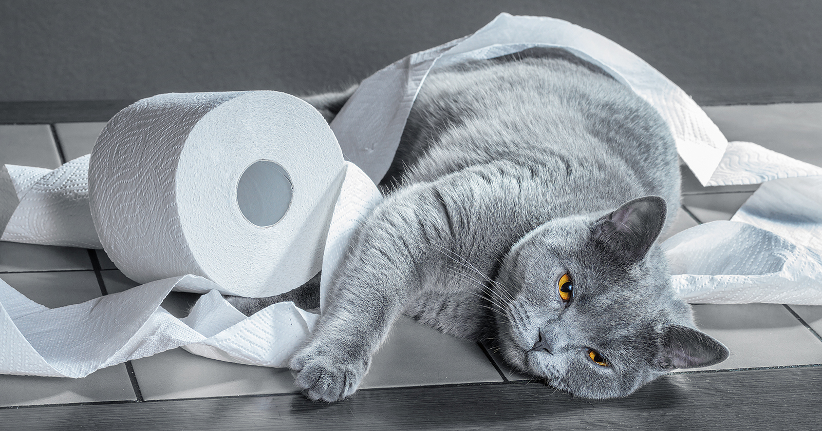 Katze spielt mit Klopapier | Credit: iStock.com/g215
