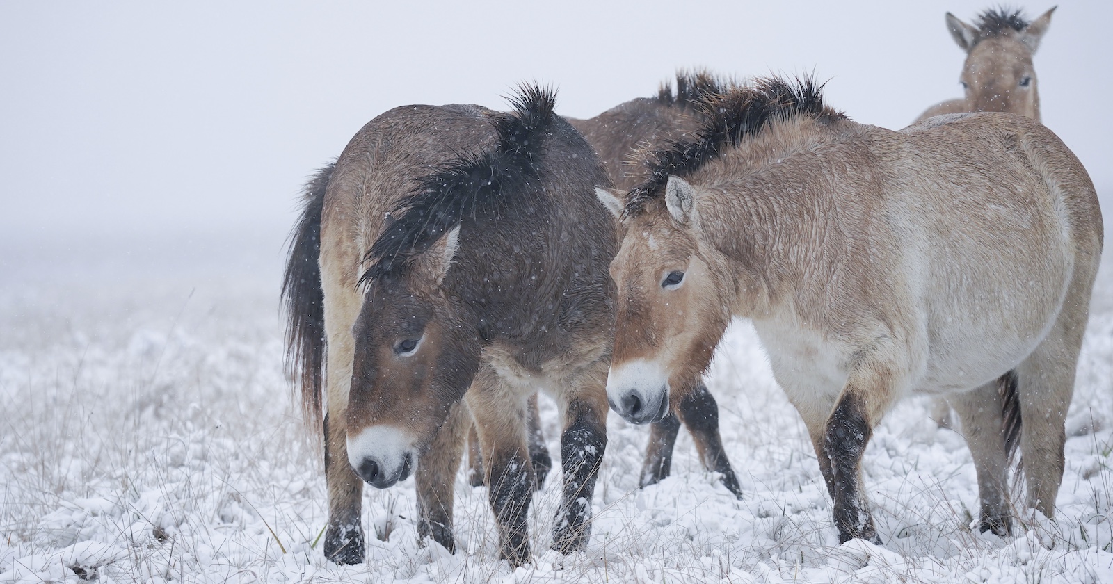 vier Przewalski‑Pferde bei Schneefall auf einer Weide
