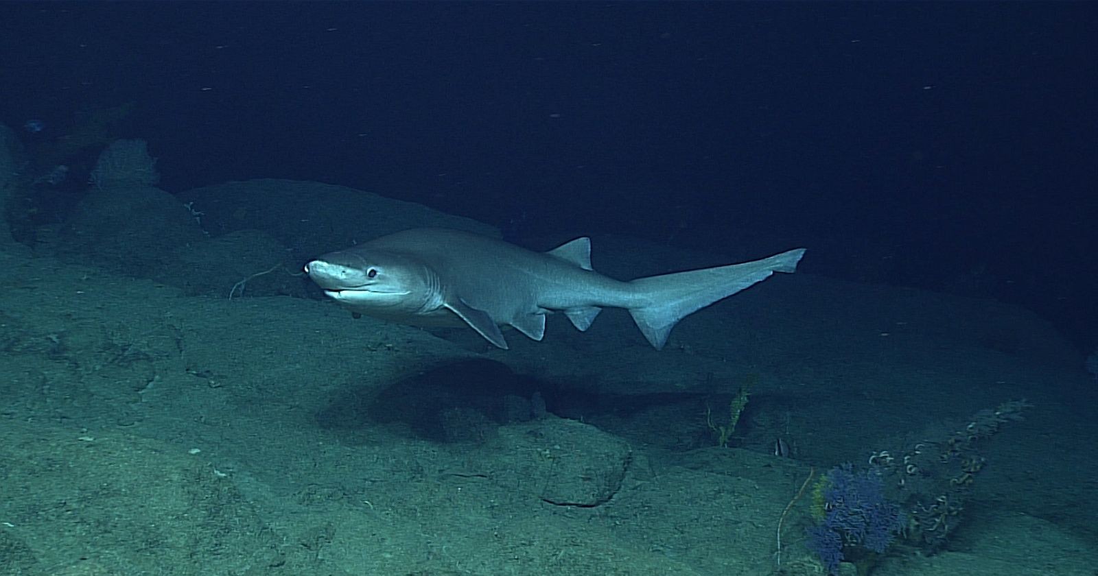 Stumpfnasen-Sechskiemerhai schwimmt knapp über dem dunklen, felsigen Meeresboden in tiefem Wasser.