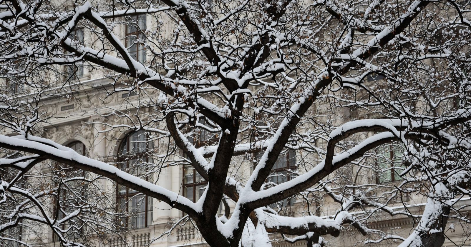 Verschneiter Baum vor einem historischen Gebäude in Wien nach dem ersten Schneefall des Winters.