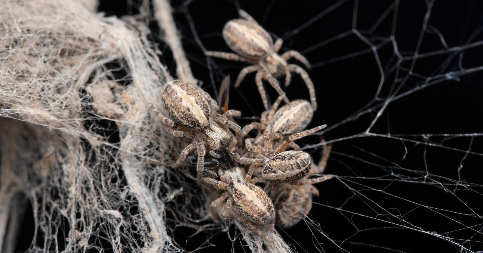 Mehrere kleine Spinnen in einem Netz