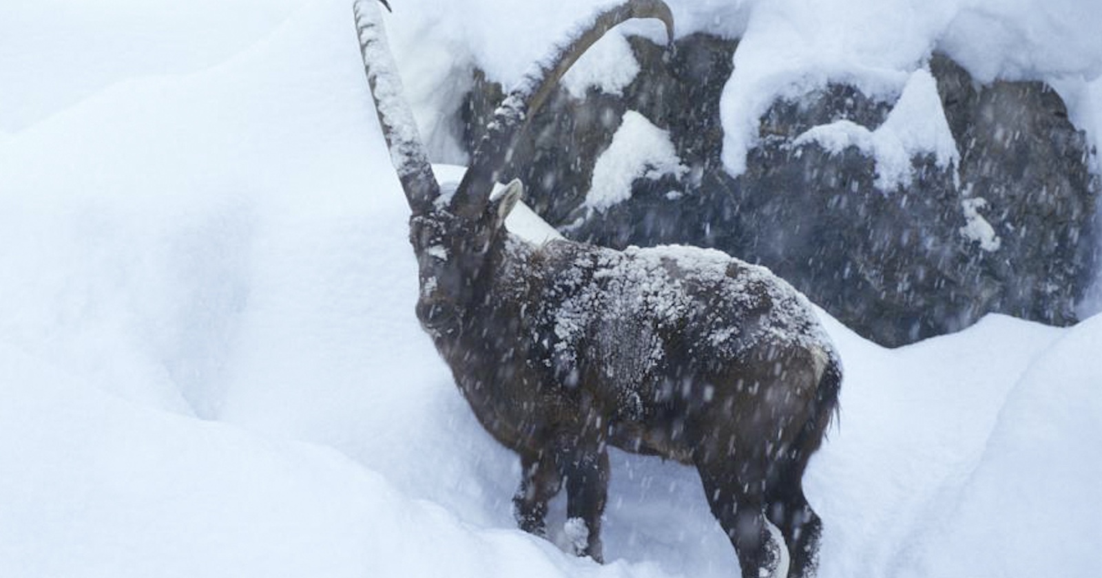 Steinbock in verschneiter Felslandschaft
