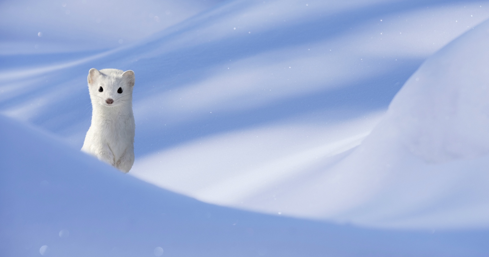 Hermelin im Winterkleid in einer verschneiten Landschaft