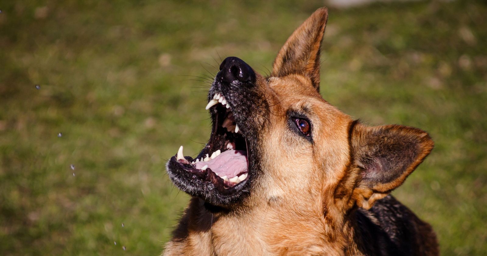Ein Schäferhund mit geöffnetem Maul bellt aggressiv im Freien – Symbolbild zu einer Hundeattacke in Wolfsberg.