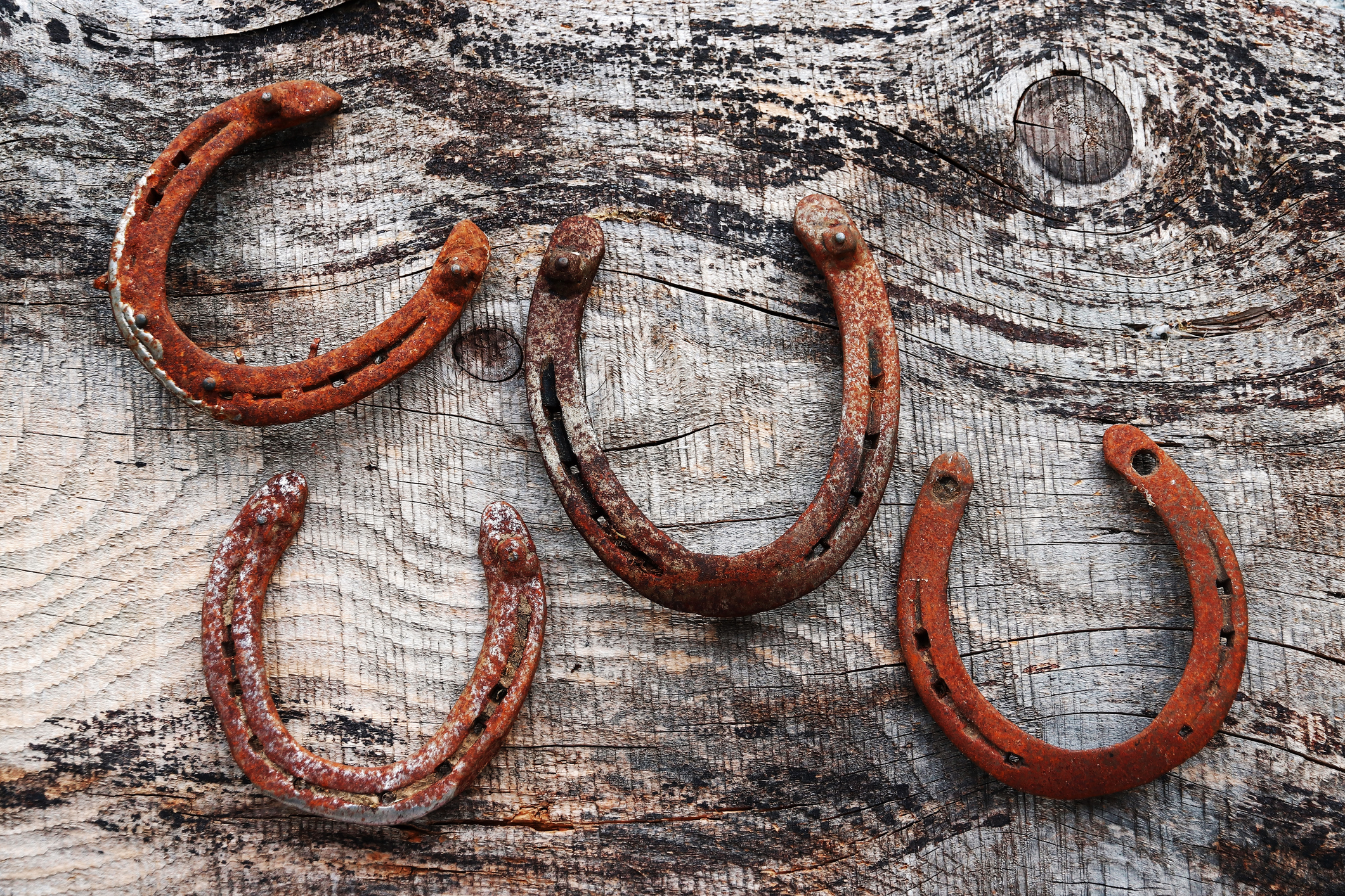 Vier Hufeisen liegen auf einem Baumstamm