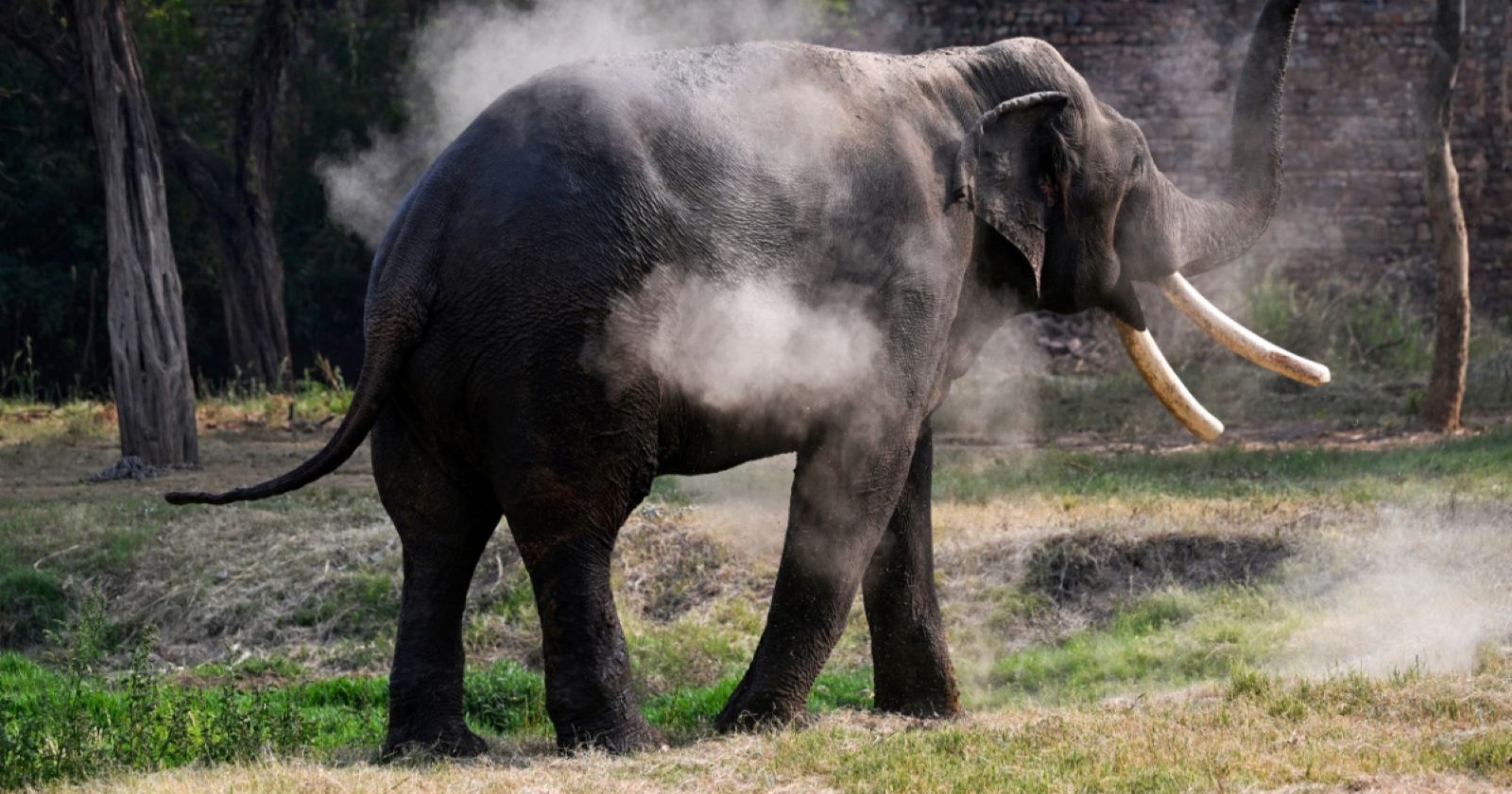 Ein Elefant in der Natur.
