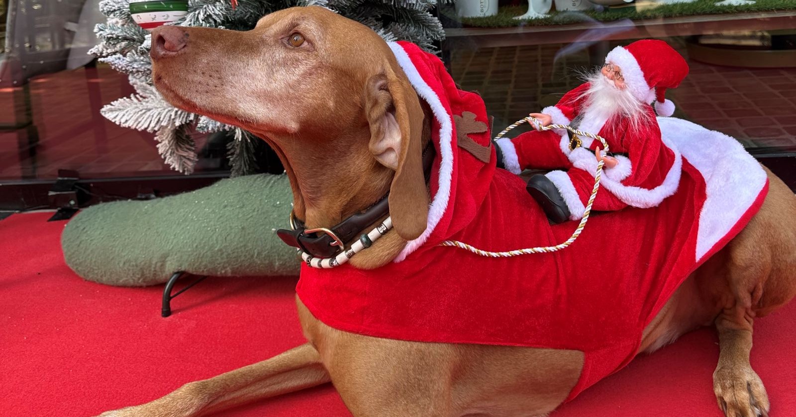 Hund in einem Weihnachtsoutfit