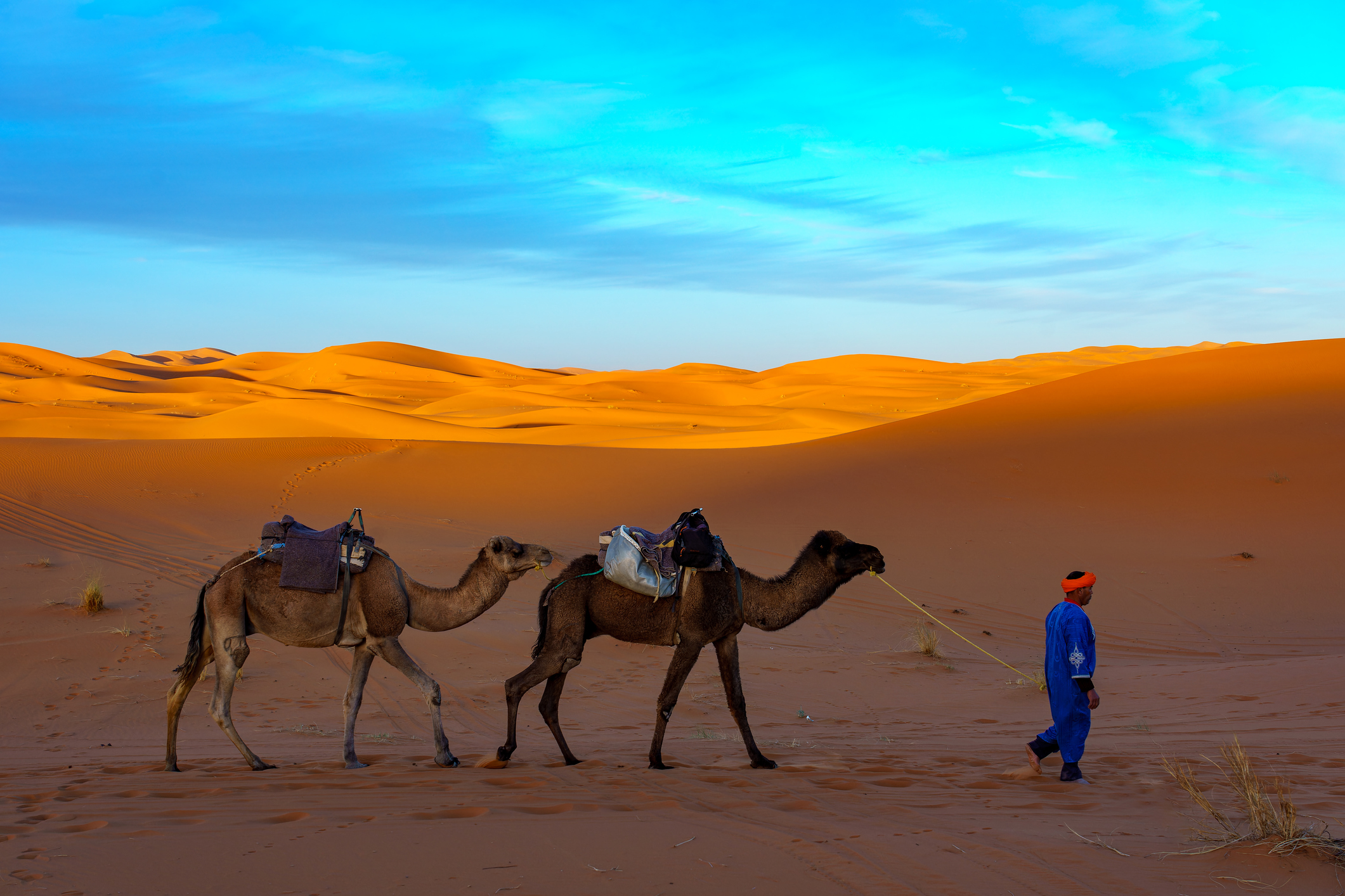 Zwei Kamele werden von einem Mann durch die Wüste geführt