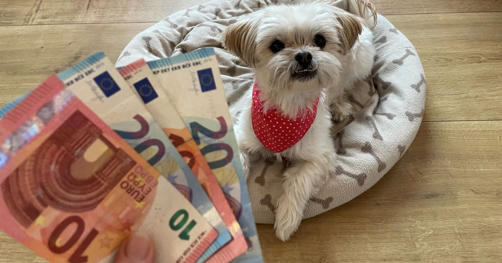 Hund der auf einem Plätzchen in einem Wohnzimmer liegt und Frau die verschiedene Euro-Banknoten in ihrer Hand hält