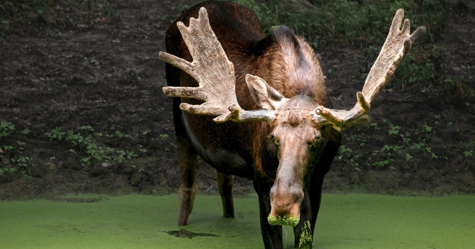 Ein Elch in einem Weiher, &quot;Elch Emil&quot; wurde zum Wort des Jahres gewählt.