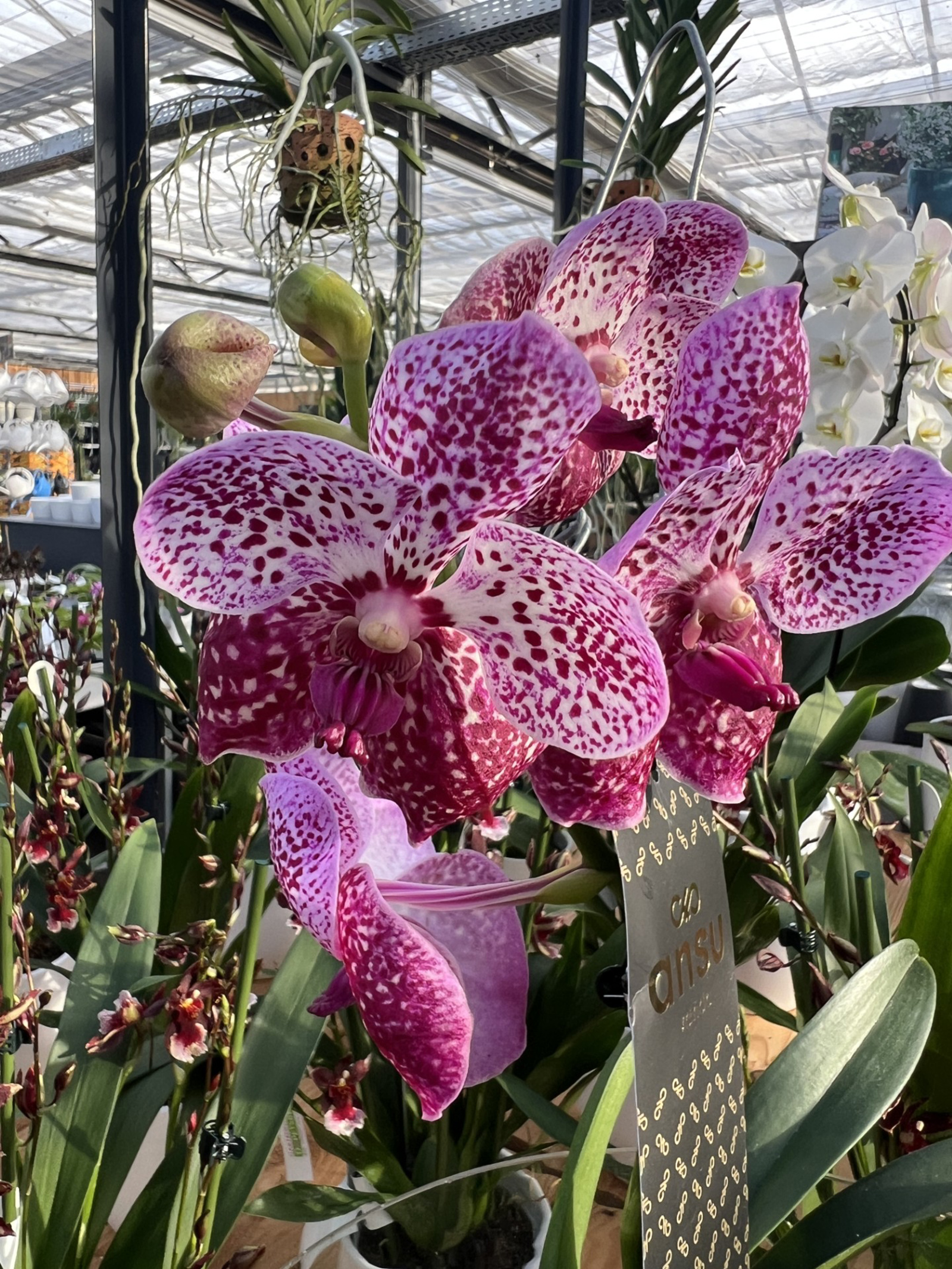 Orchideen in einer Gärtnerei | Credit: Gärtnerei Dopetsberger