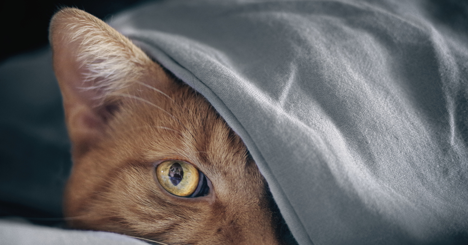 Katze unter der Decke versteckt | Credit: iStock.com/Lightspruch