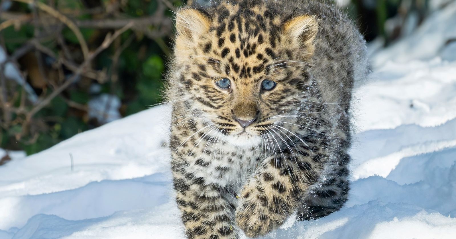 Amurleopard-Jungtier mit blauen Augen läuft durch den Schnee im Tiergarten Schönbrunn.