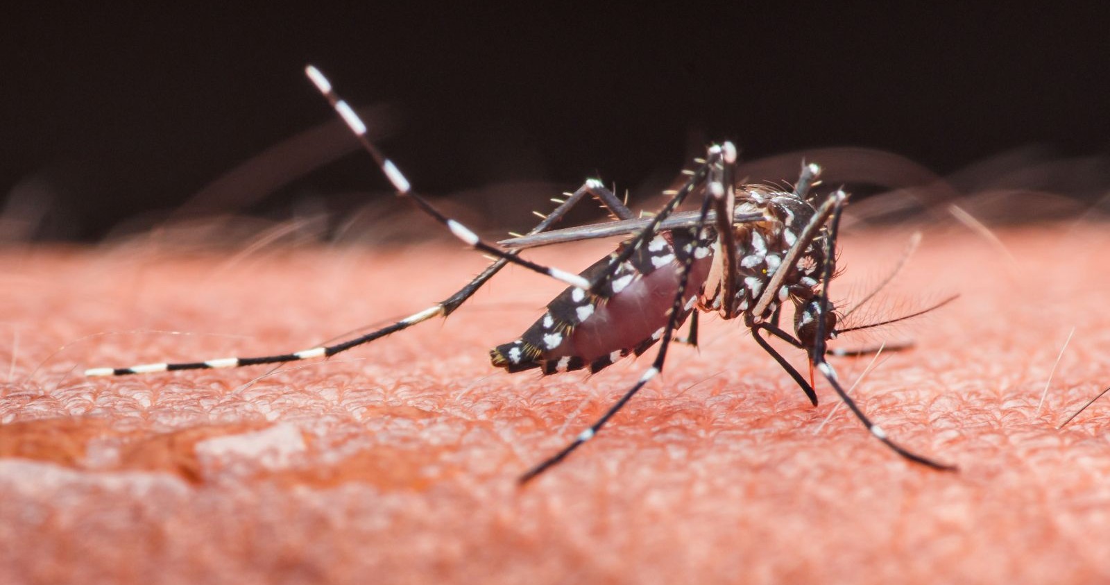 Die Asiatische Tigermücke auf der Haut eines Menschen.