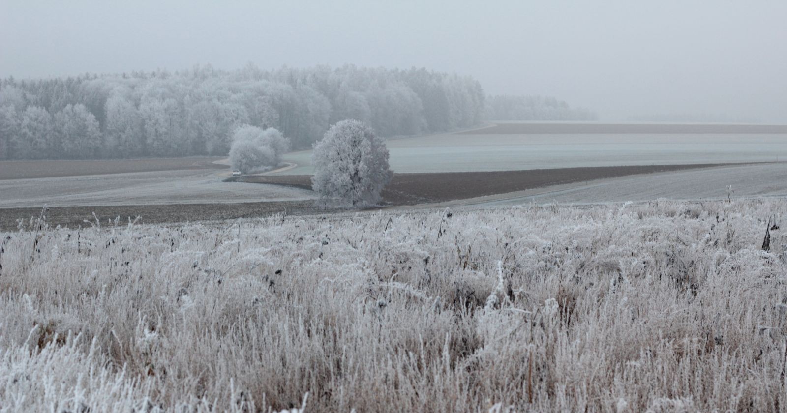 Verschneite Felder und vereiste Bäume an einem nebligen Wintertag in Österreich – Symbolbild für die Bauernregel Jänner und traditionelles Winterwetter.
