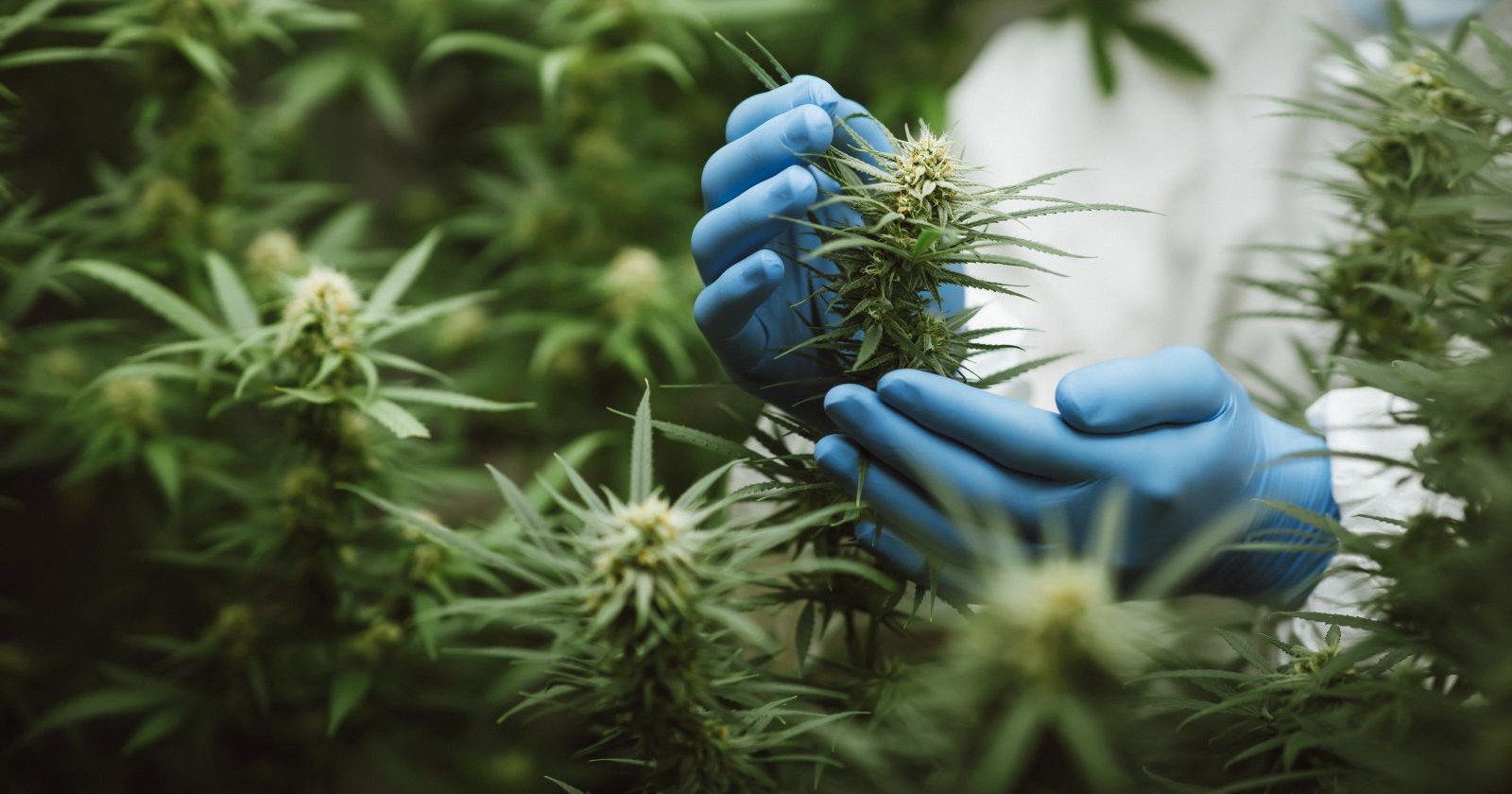Mann mit blauen Handschuhen fasst Cannabispflanzen an