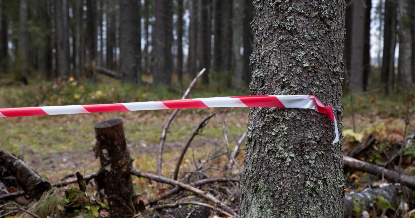 Absperrband in einem Wald/ 14-Jähriger tot im Wald in Dormagen gefunden