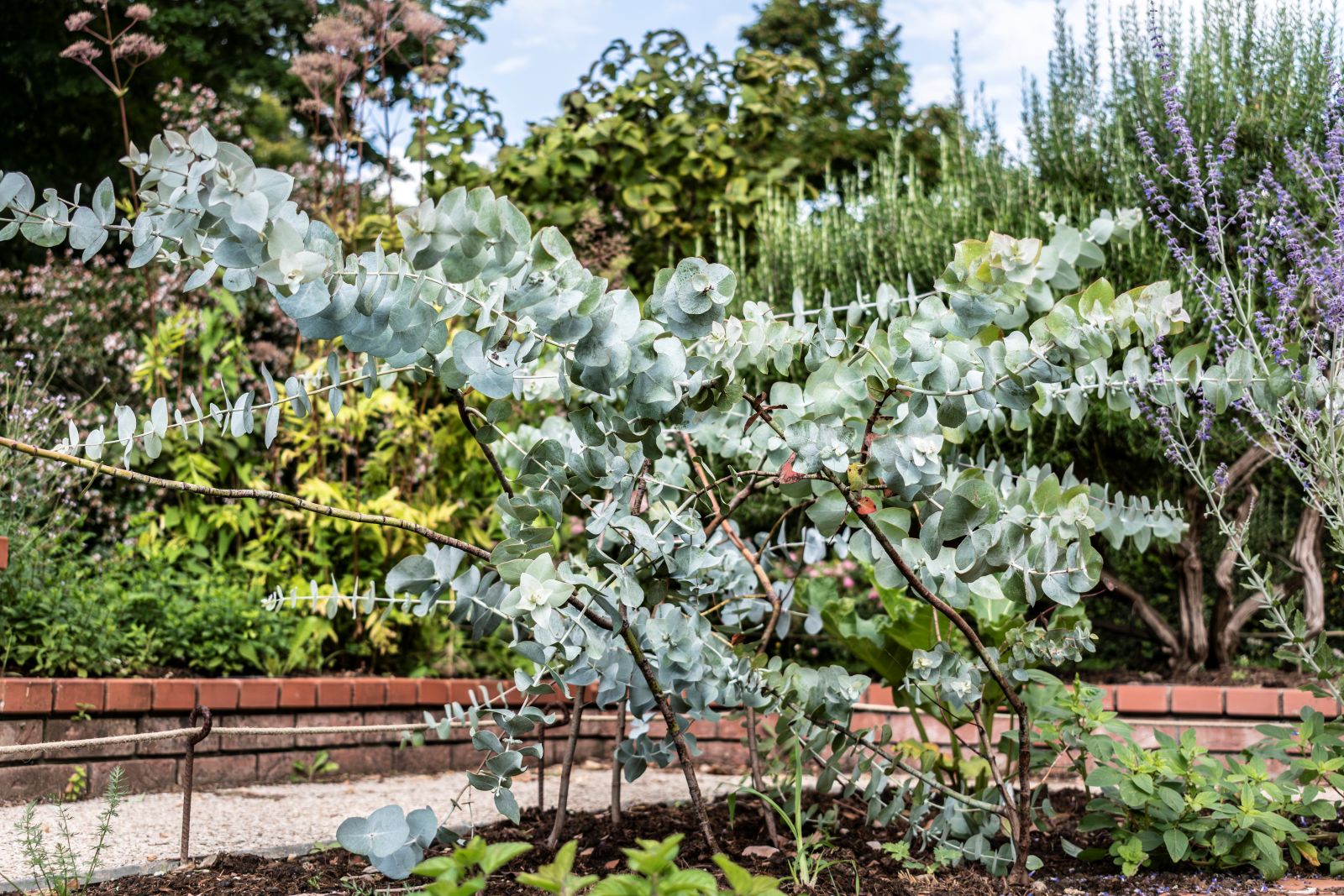 Eukalyptus in einem Garten.