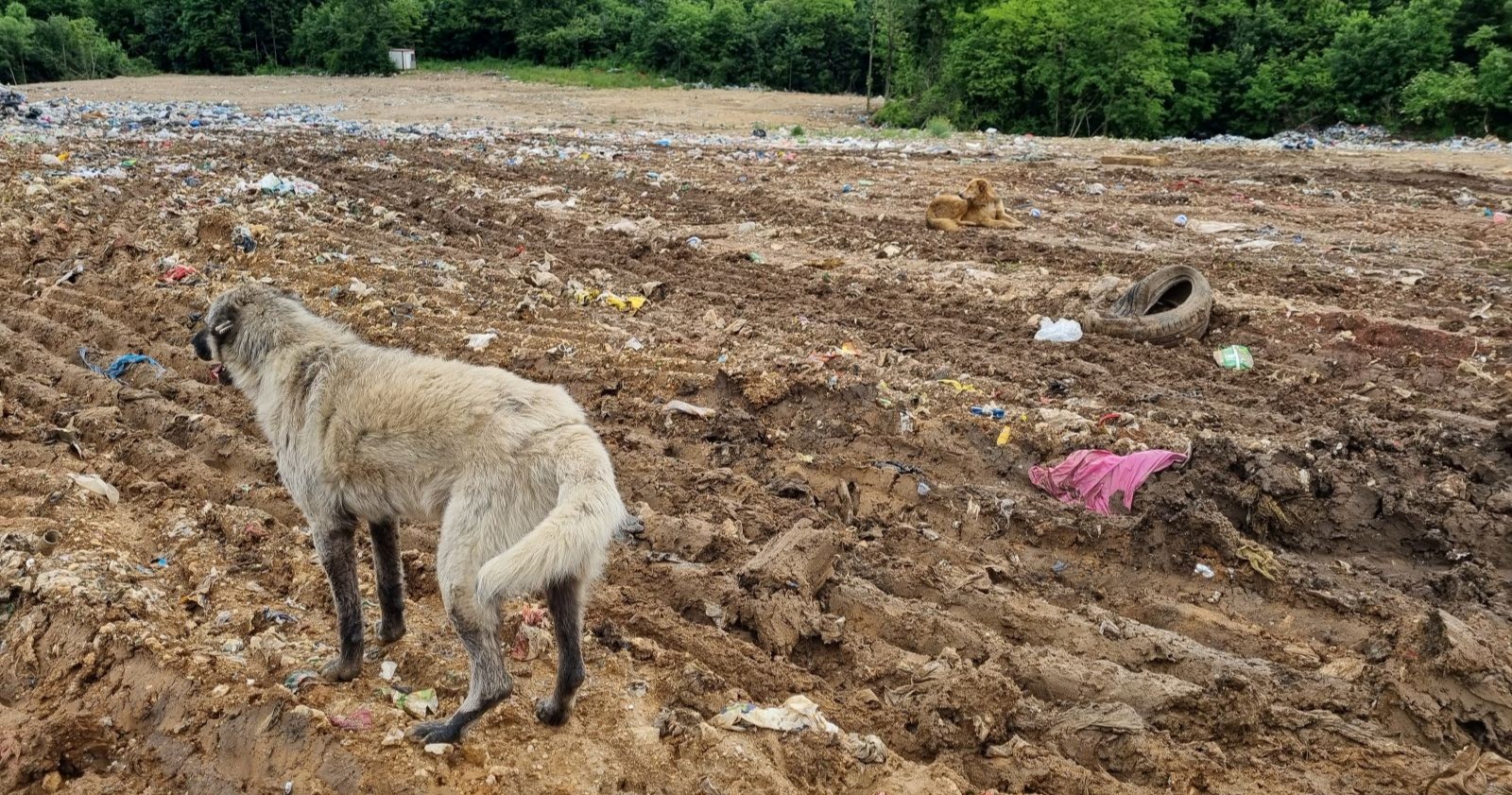 Hunde stehen auf einer Mülldeponie