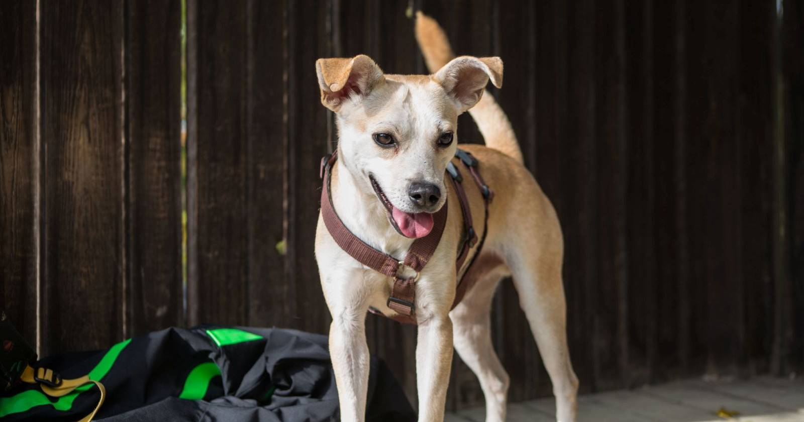 Der aus einem ungarischen Horrorhof gerettete Hund Finn in der Obhut von Tierschutz Austria