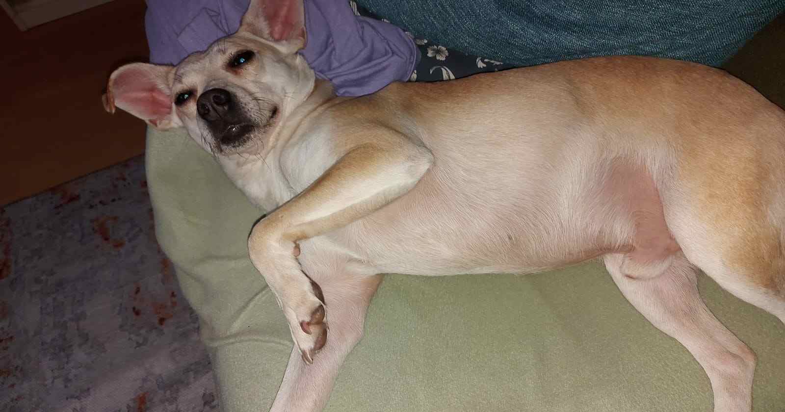 Der gerettete Hund Finn in seinem neuen Zuhause