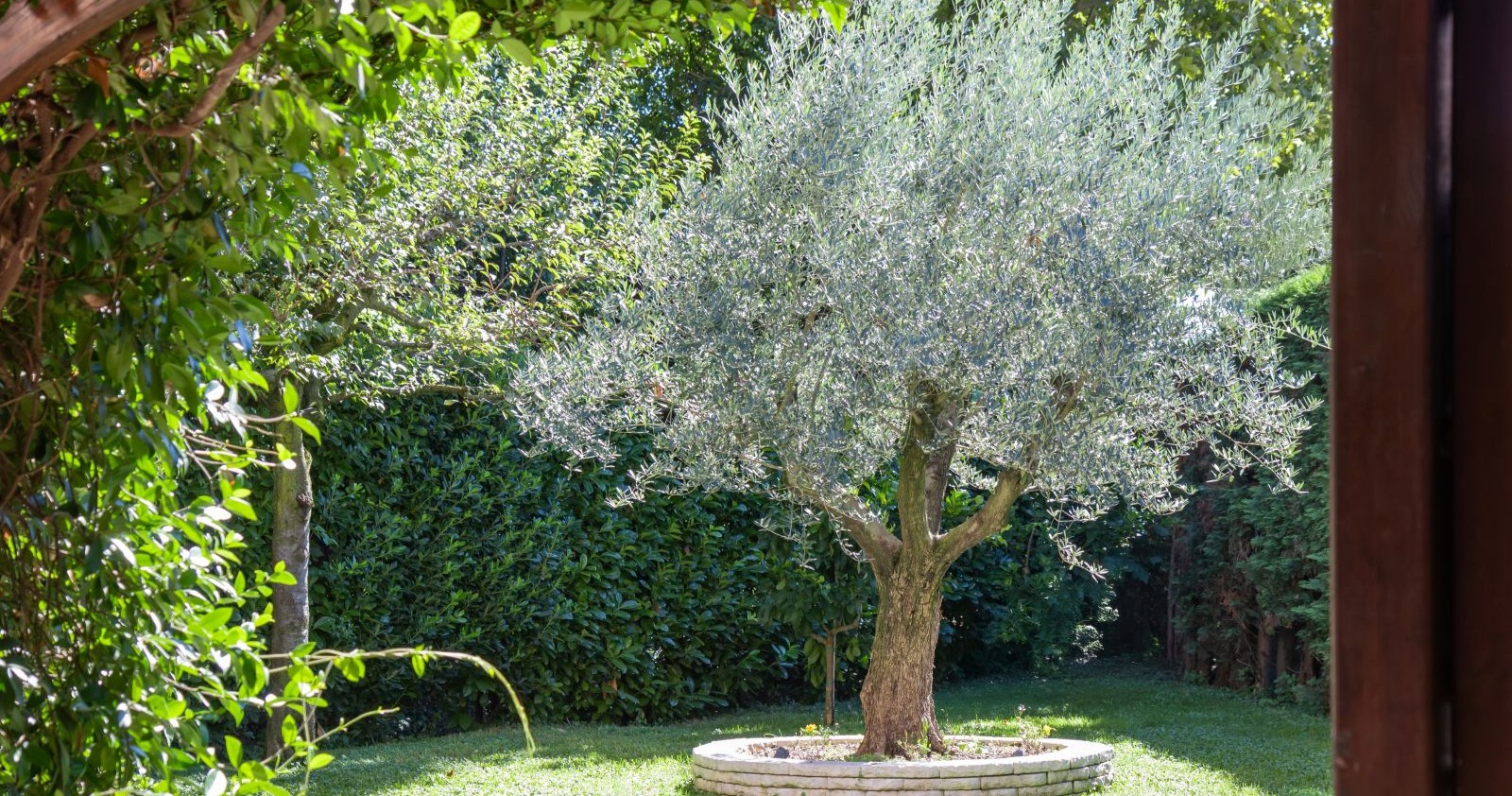 Ein Olivenbaum in einem Garten.