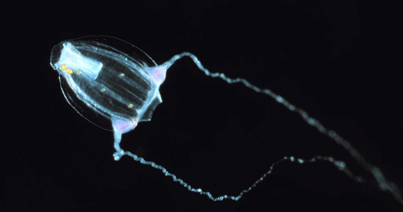 Phantomqualle Stygiomedusa gigantea Tiefsee Argentinien