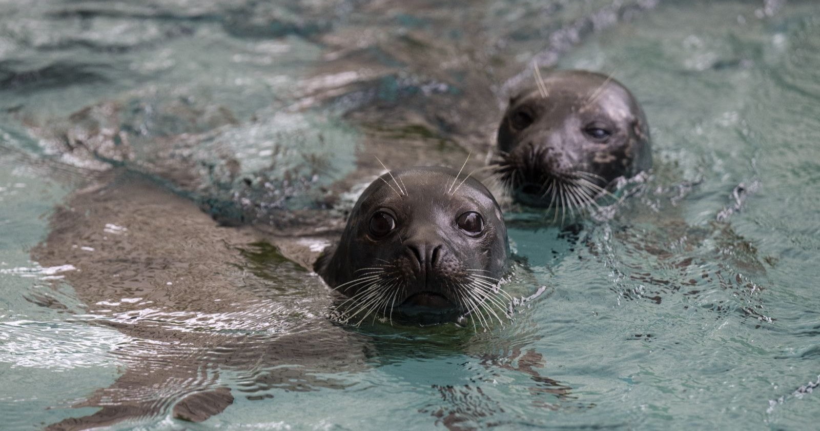 Zwei Robben schwimmen im Becken des Tierpark Bern, im Hintergrund die Debatte um Artenschutz und aktives Artenmanagement, bei dem alte Tiere getötet werden.