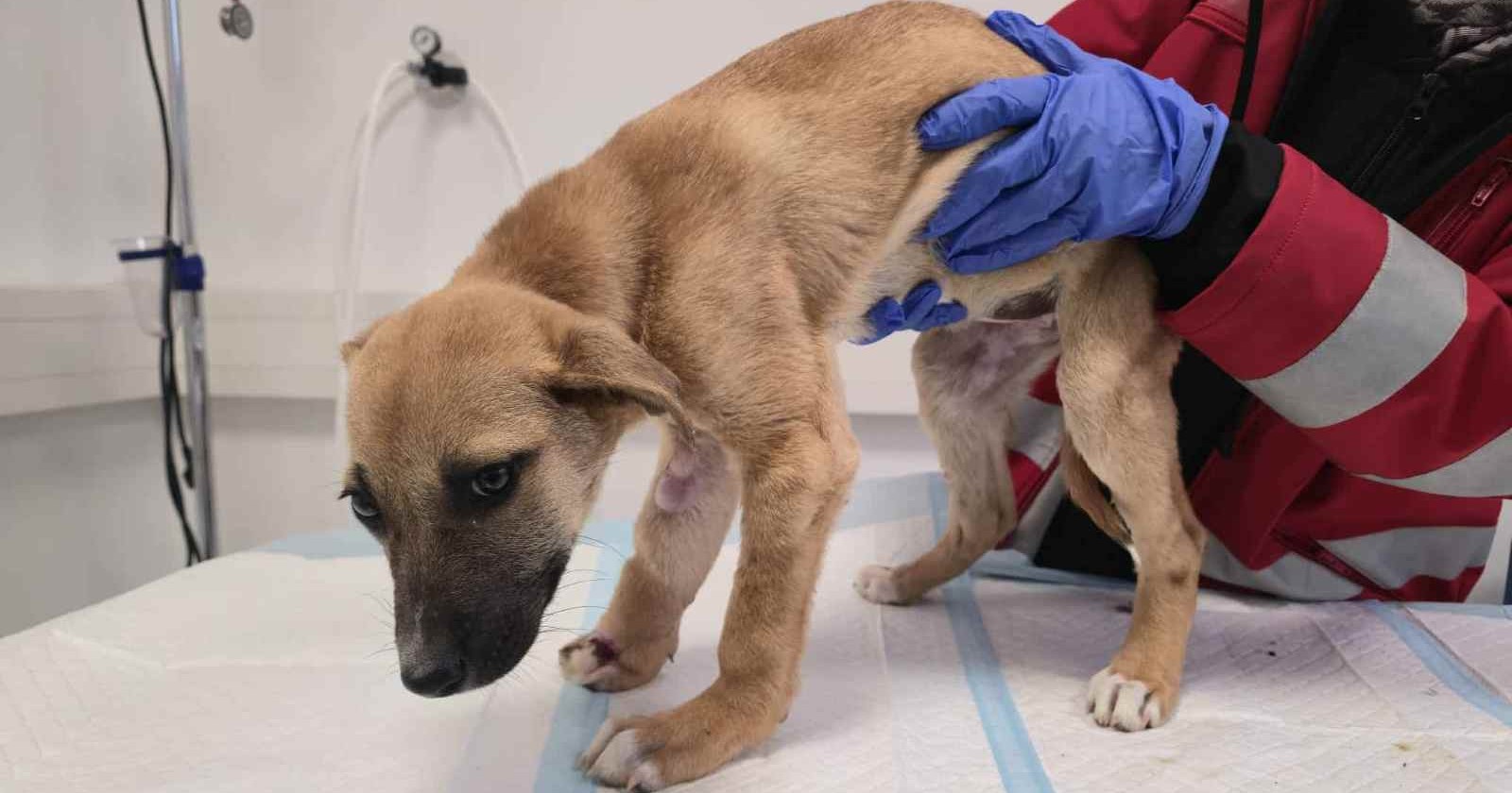 Der verletzte Welpe Mila nach dem Fund im Wiener Votivpark