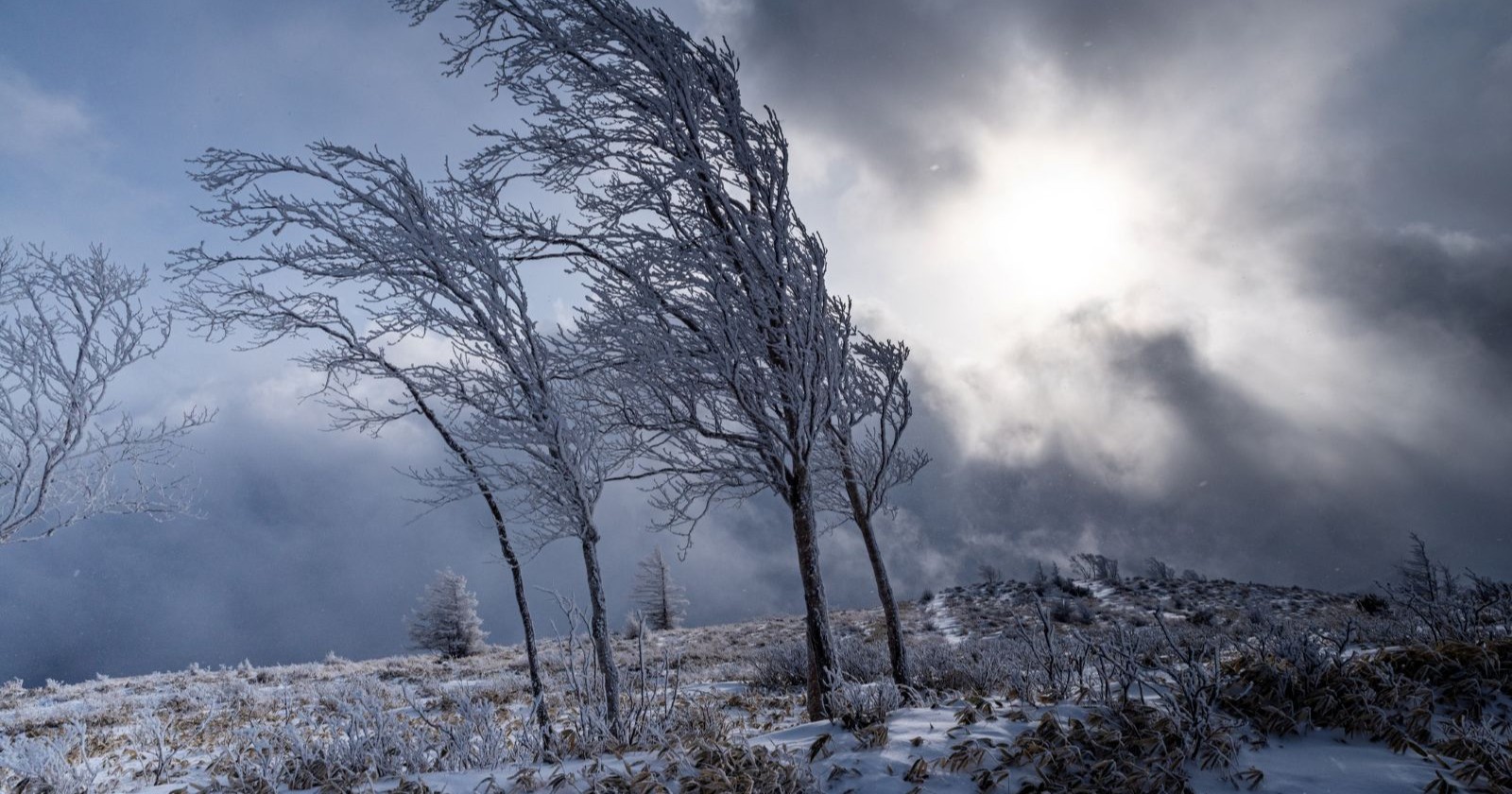 Starker Föhnsturm in den Alpen mit schneebedeckten, vom Wind gebogenen Bäumen unter dramatischem Himmel während einer Wetterwarnung in Österreich.