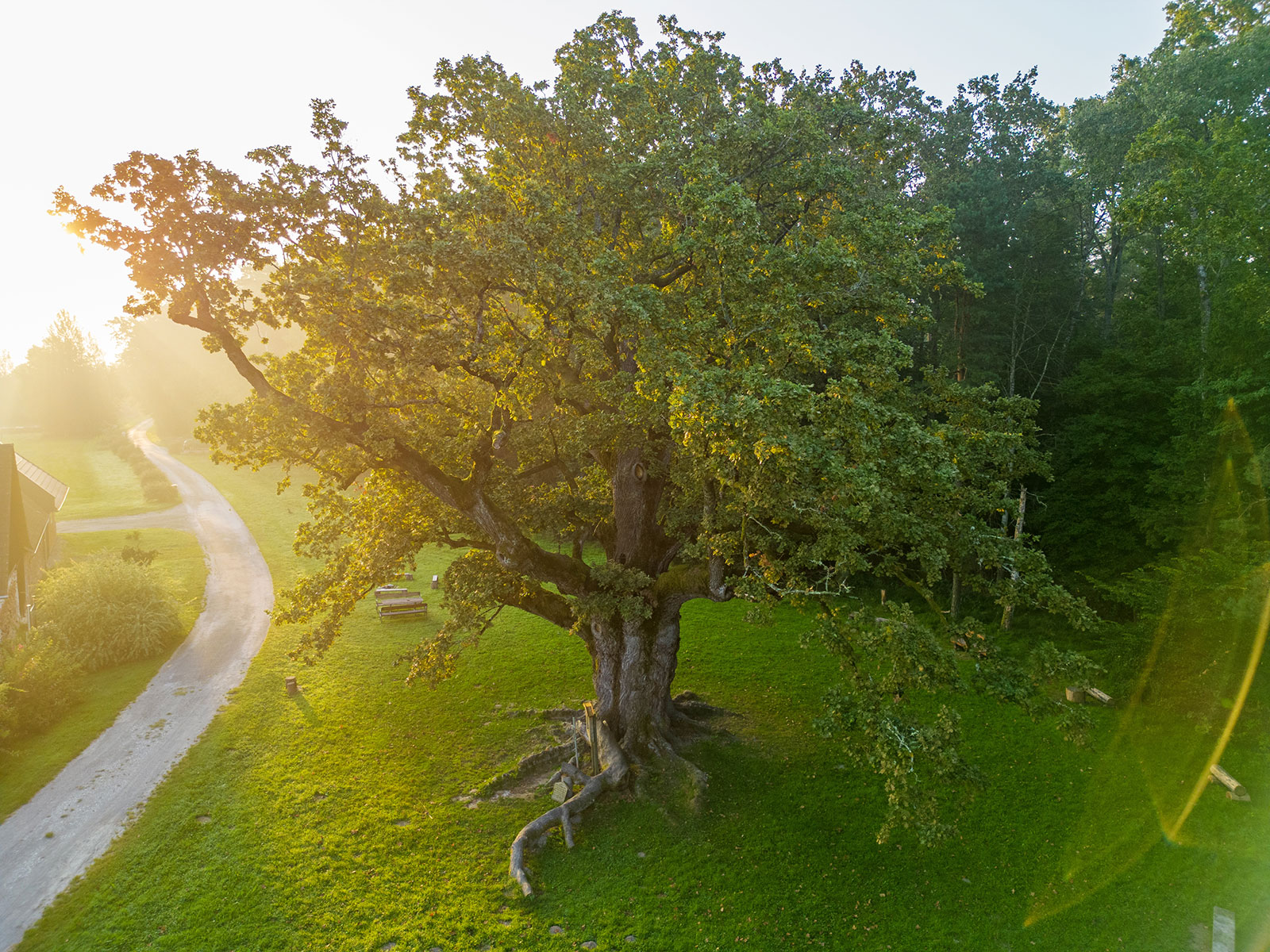 Großer Baum der von der Sonne angestrahlt wird | Credit: Christian Thomaser