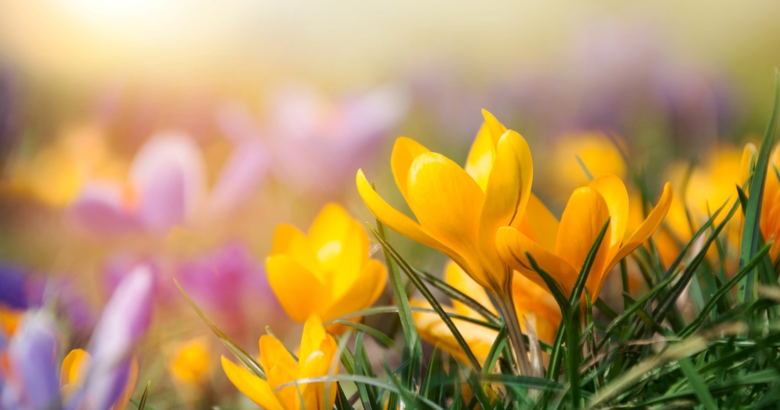 Frühlingsbeginn 2026 startet am 20. März um 15:45 Uhr.