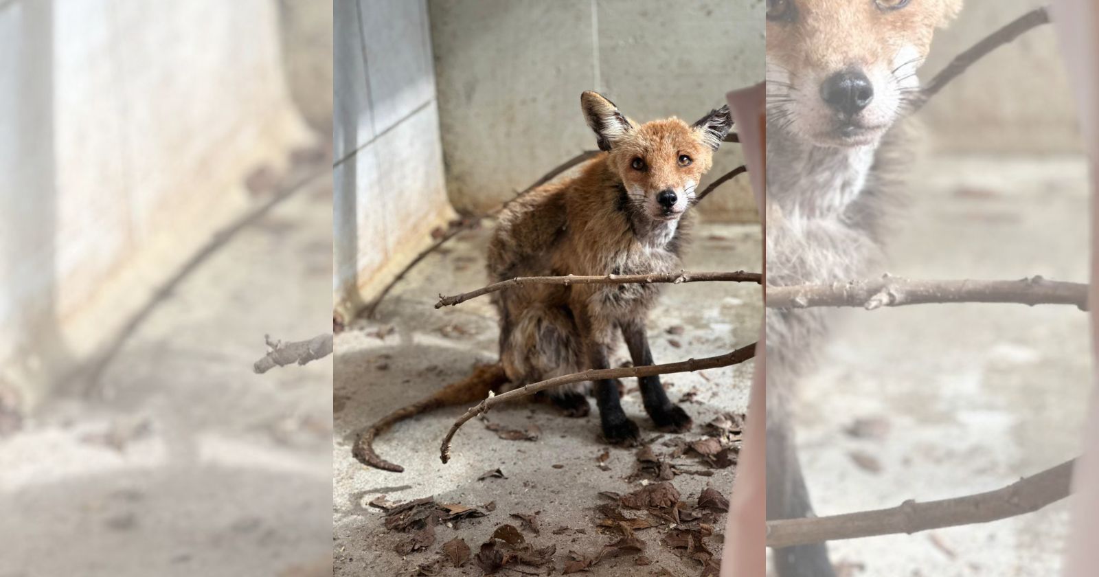 Ein roter Fuchs (Fox) erholt sich im Tierschutzhaus Vösendorf von Tierschutz Austria