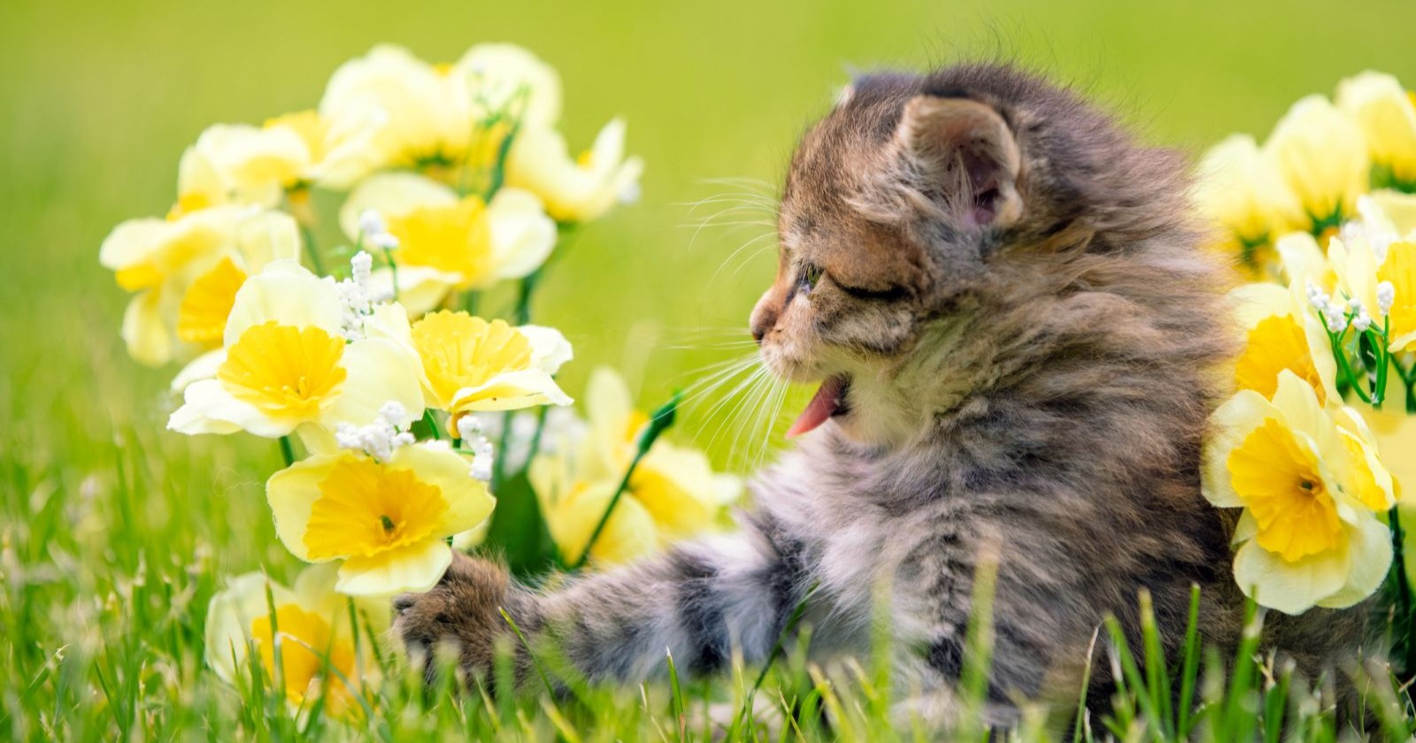 Katze im Frühling zwischen gelben Blumen – Gefahr durch giftige Pflanzen für Katzen