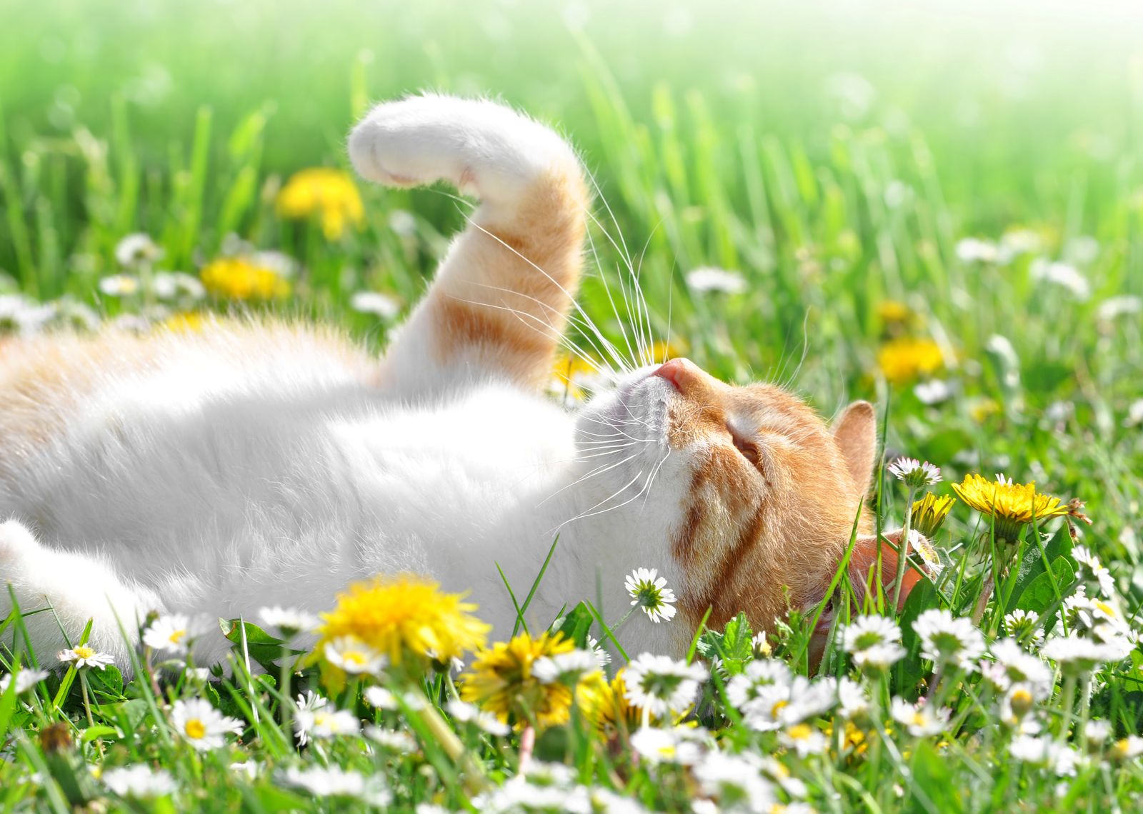 Katze im Frühling liegt im Gras zwischen Blumen – Gefahr durch giftige Pflanzen für Katzen