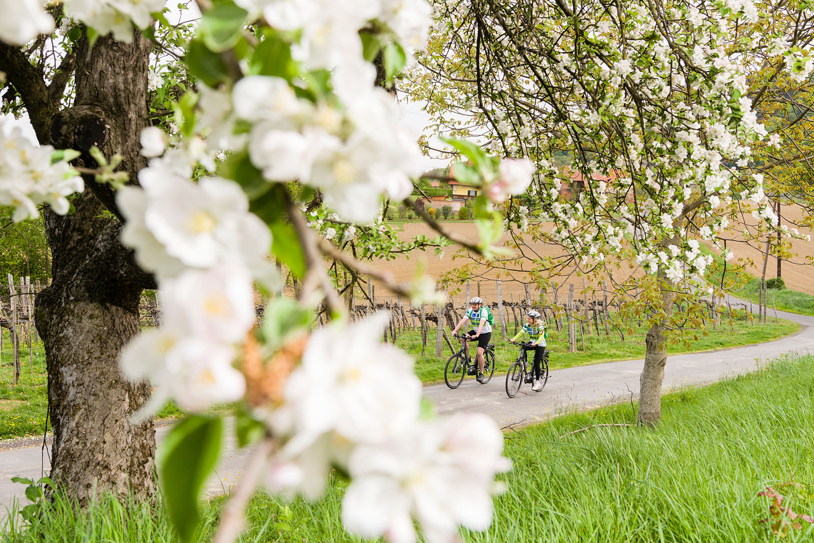 Kirschblütenbaum | Credit: Pixelmaker/Robert Sommerauer
