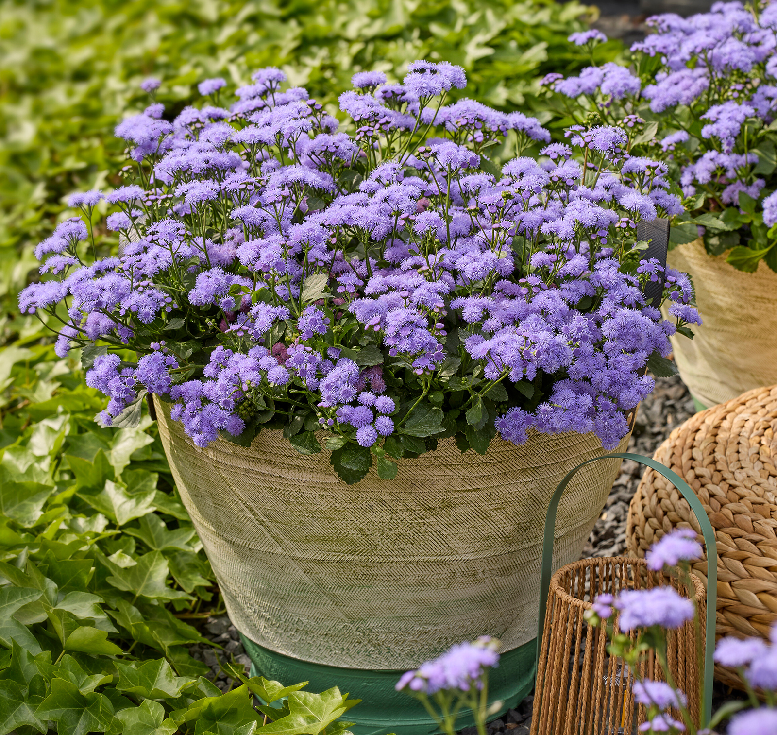 Lilafarbene Sommerblumen | Credit: Renner Print Media GmbH