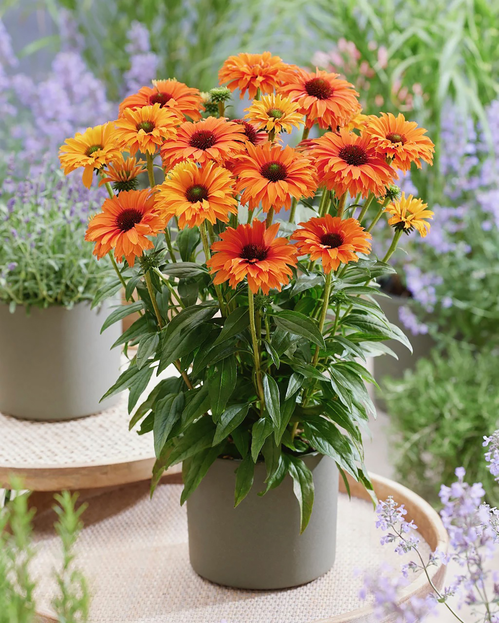 Blüten der Blume Scheinsonnenhut | Credit: Renner Print Media GmbH