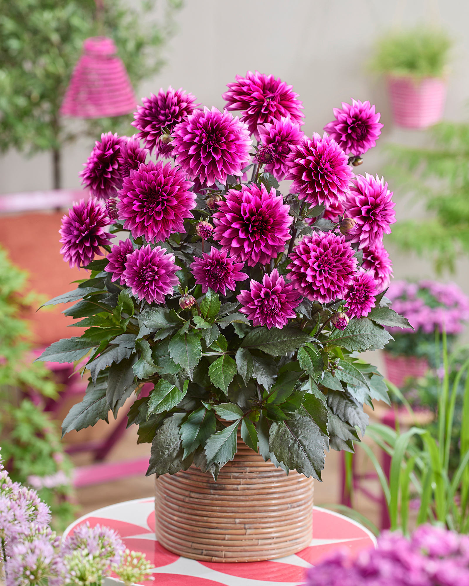 Scharlach-Dahlien | Credit: Renner Print Media GmbH