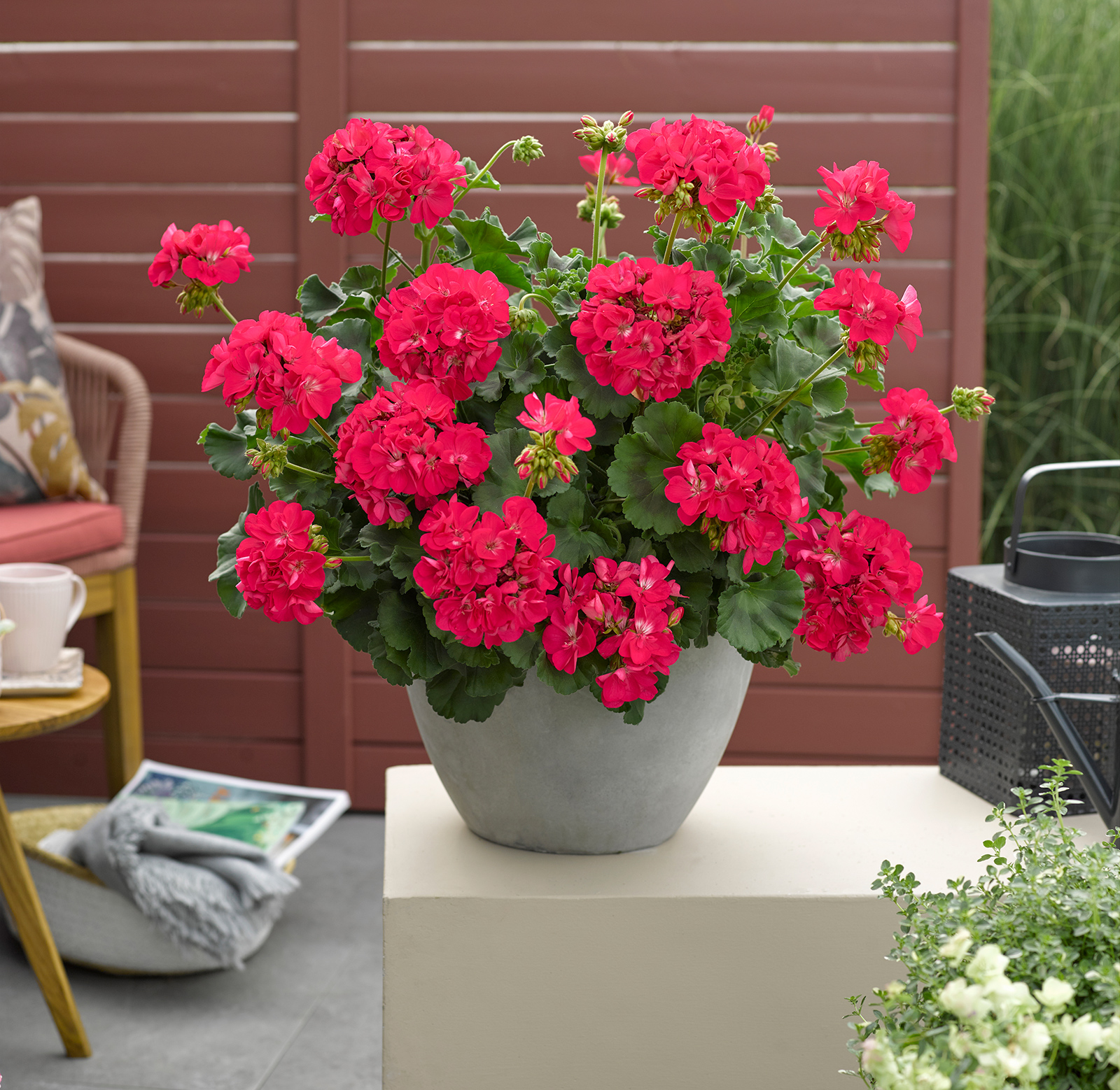 Pelargonien im Topf | Credit: Renner Print Media GmbH