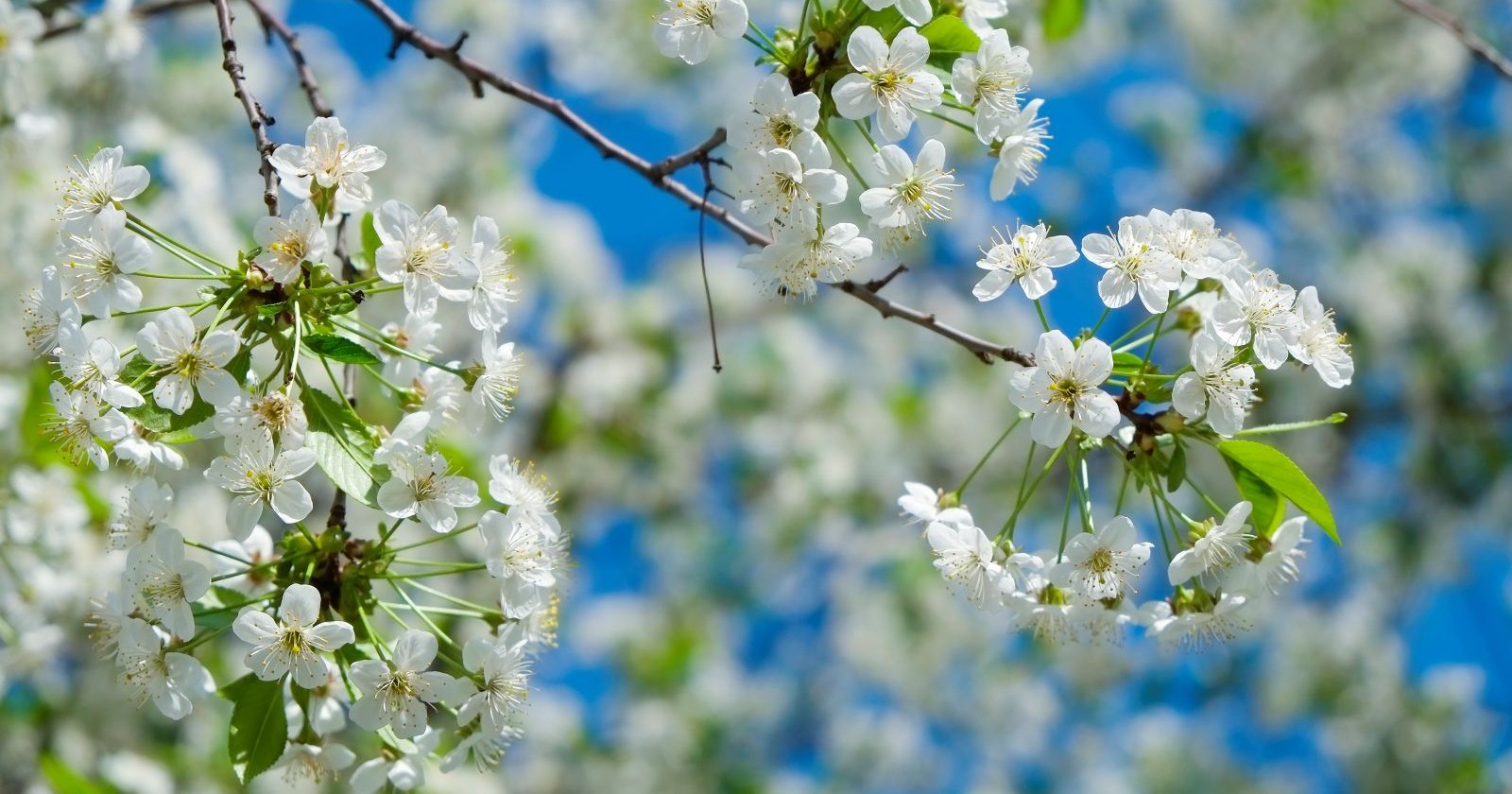 Weiße Blüten im Frühling unter blauem Himmel als Symbol für stabile Wetterlage laut Bauernregel am 8. April und Sommerprognose 2026