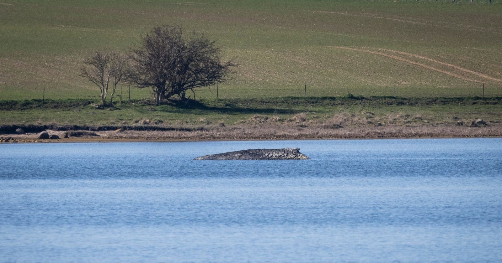 Der Buckelwal liegt vor der Insel Poel.
