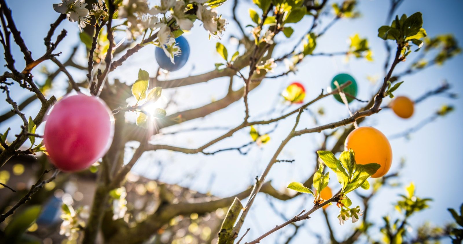 Bunter Ostereier an einem Baum, sonniges Wetter.