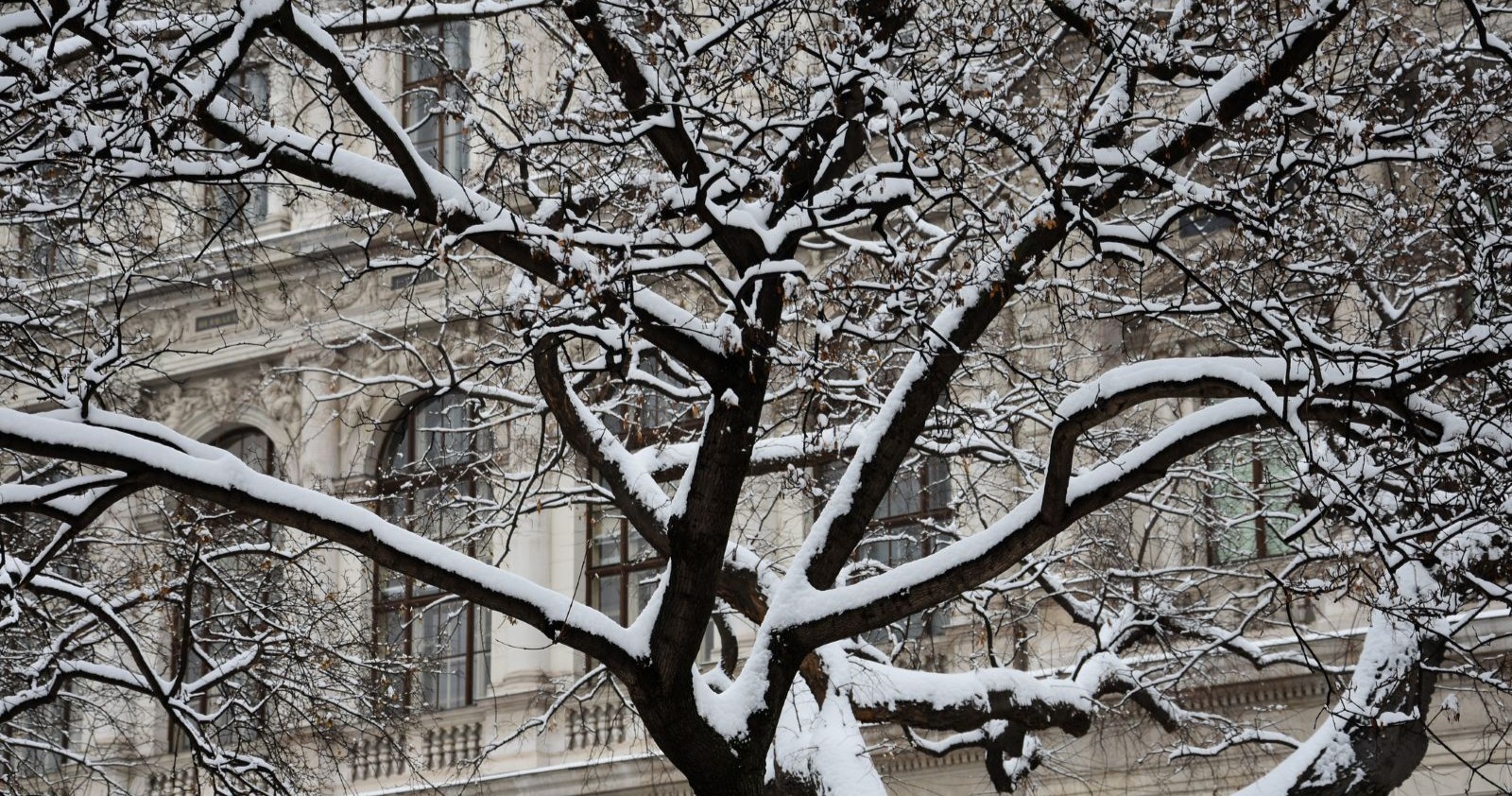 In Wien liegt im April plötzlich wieder Schnee auf den Ästen eines Baumes, während im Hintergrund eine historische Fassade zu sehen ist und der Wintereinbruch das Stadtbild prägt.