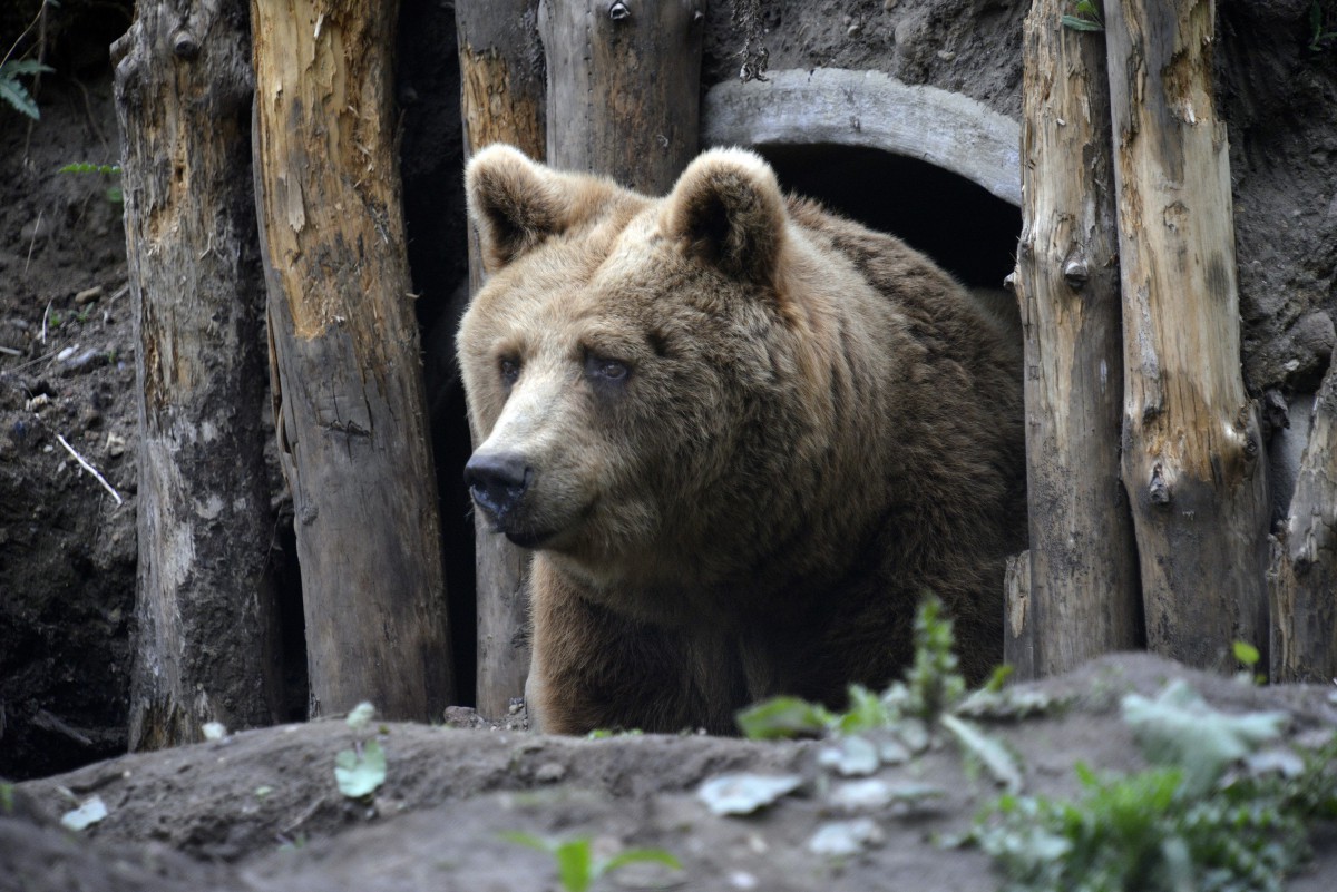 BROWN BEARS RESCUE IN GERMANY