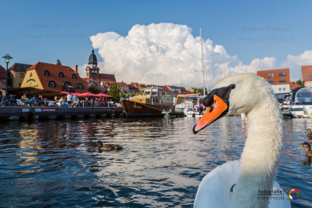 Schwan im Stadthafen von Waren
