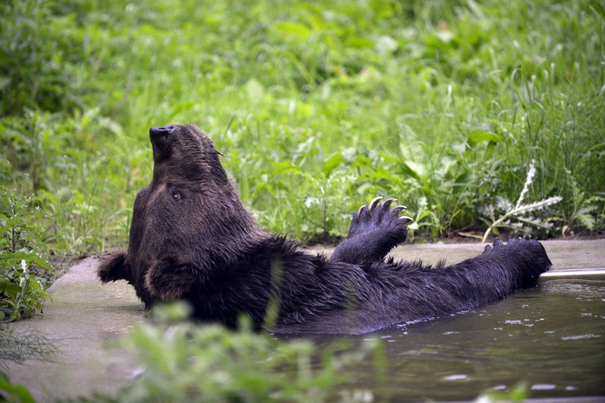 Bear Transfer to BWM 2012