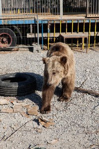 DEU, Deutschland, Germany, Freilassing ( Bayern ), 2013, Baer im Zirkus Luna, circus Luna, http://www.vierpfoten.org , Copyright by : FRED DOTT, Germany, Hamburg, 2013, contact : http://www.freddott.de