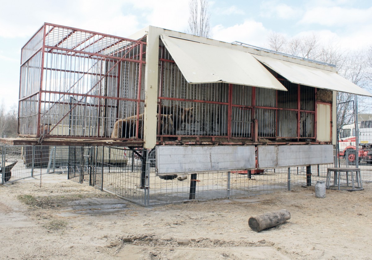 StDaisy und Balou im Zirkus Berolina 1 (c) VIER PFOTEN